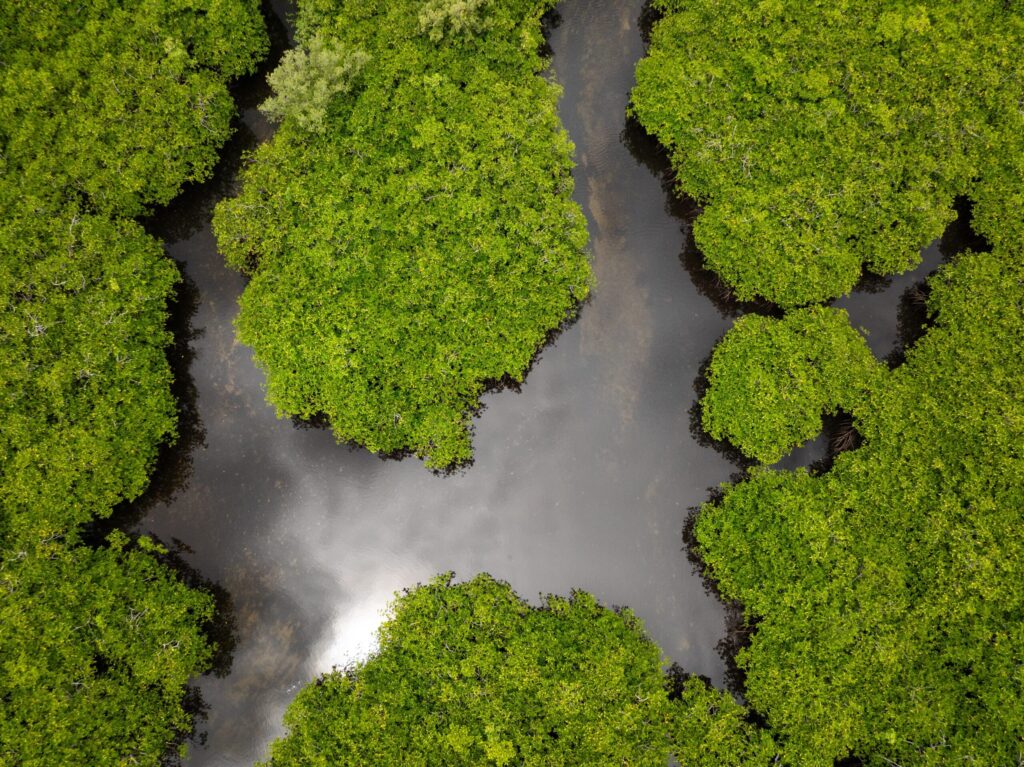 Mangrove Conservation Thailand: Why the Sirinart Rajini Mangrove Centre Gives Dragon Study Tours Groups a Vital Environmental Experience 1 mangrove conservation Thailand