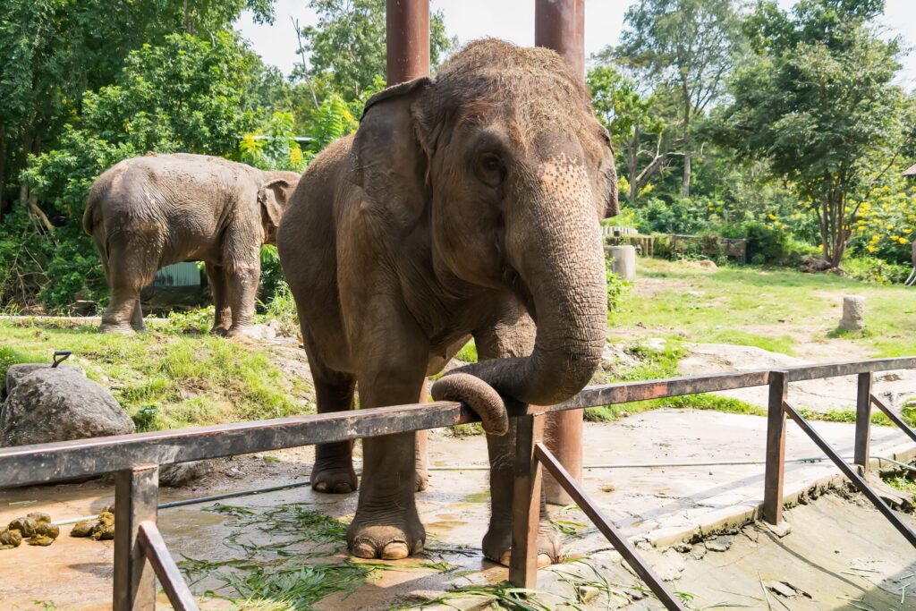 WFFT Elephants: What Teen Groups Learn About the Elephant Refuge at Wildlife Friends Foundation Thailand in Phetchaburi 1 WFFT elephants