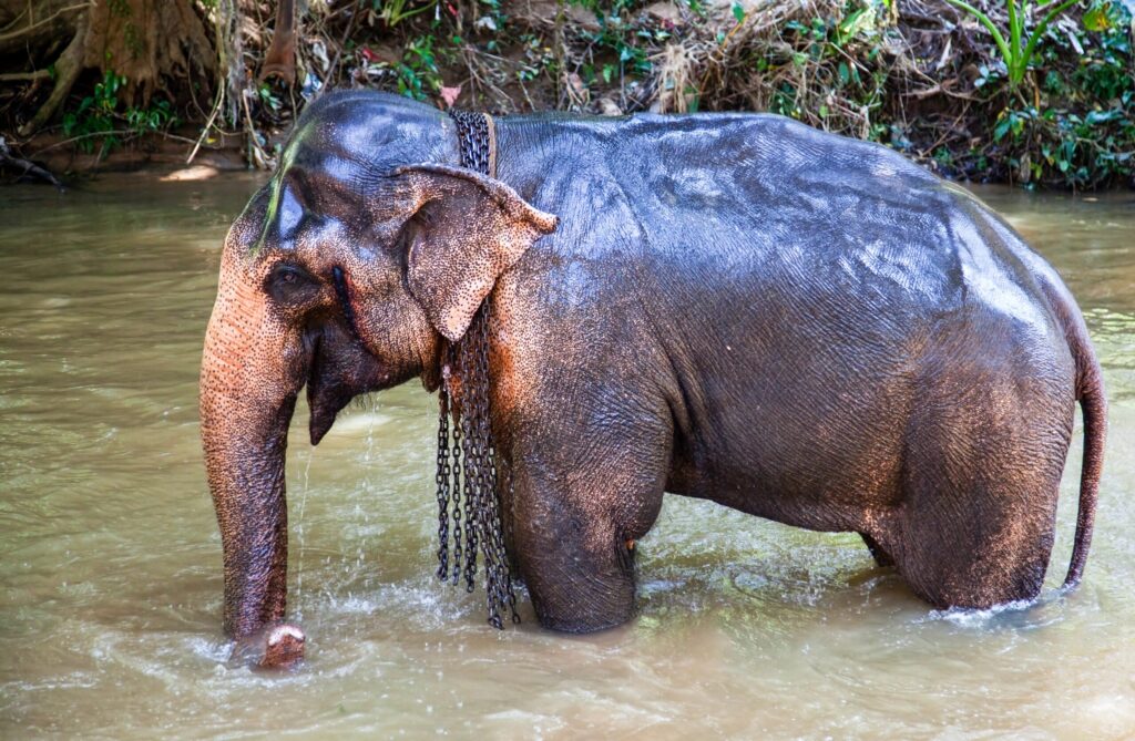 teen conservation programme Thailand