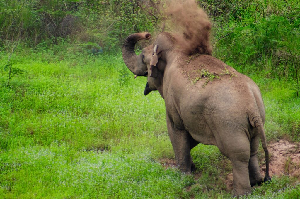Elephant Sanctuary Thailand Teens: Why the Hutsadin Elephant Foundation Gives Dragon Study Tours Groups the Most Genuine Elephant Experience in the Country 1 elephant sanctuary Thailand teens