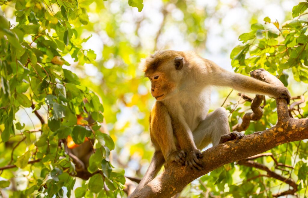 Animal Welfare Thailand: Why the Dragon Study Tours Programme Gives Teen Groups the Most Meaningful Connection With Thailand's Rescued Animals 19 animal welfare Thailand