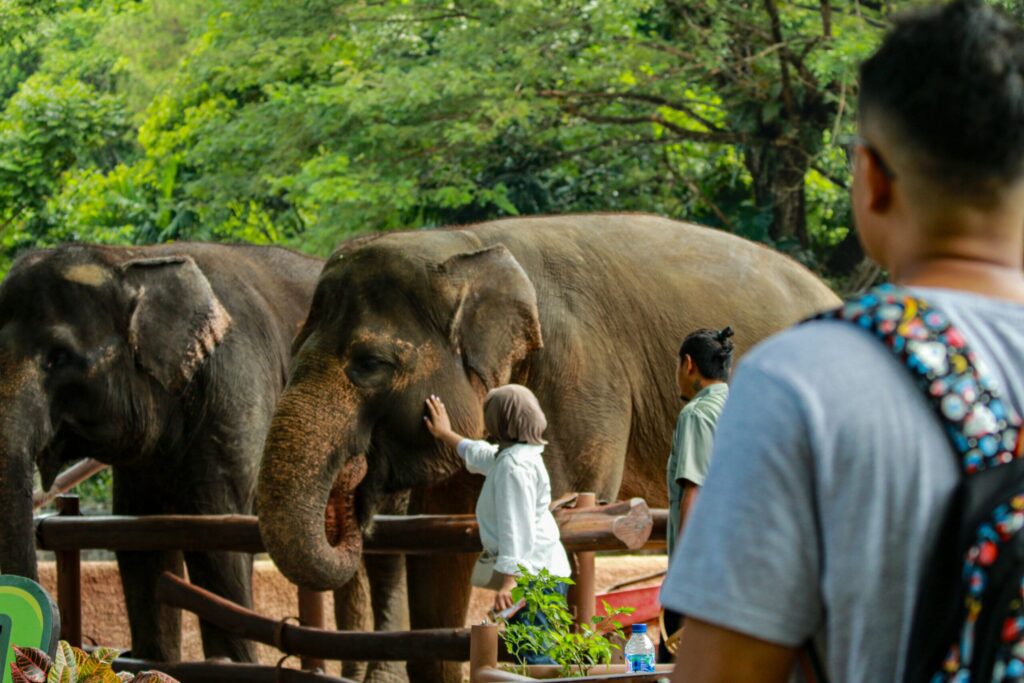Elephant Habitat Thailand: What Teen Groups Learn About the Loss of Wild Elephant Habitat and Why Sanctuary Work at Hutsadin Matters 1 Elephant habitat Thailand
