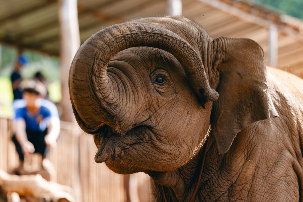Rescued Elephants Hua Hin: What Closed Groups Learn Working Alongside the Hutsadin Elephant Foundation's Remarkable Animals 1 rescued elephants Hua Hin