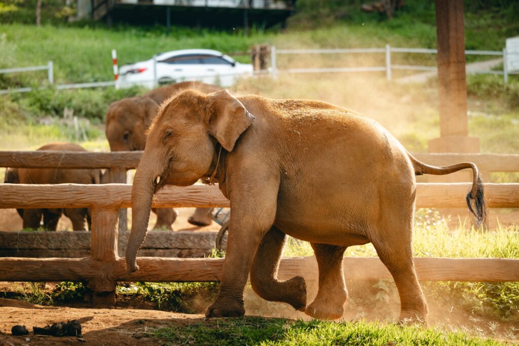 Elephant Conservation Thailand: Why the Dragon Study Tours Programme Gives Teens the Most Meaningful Experience in Southeast Asia 1 elephant conservation Thailand