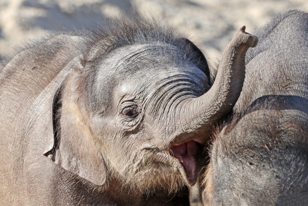 Teen Programme Southeast Asia: Why the Dragon Study Tours Elephant Conservation Experience in Thailand Is the Most Rewarding Option in the Region 9 teen programme Southeast Asia