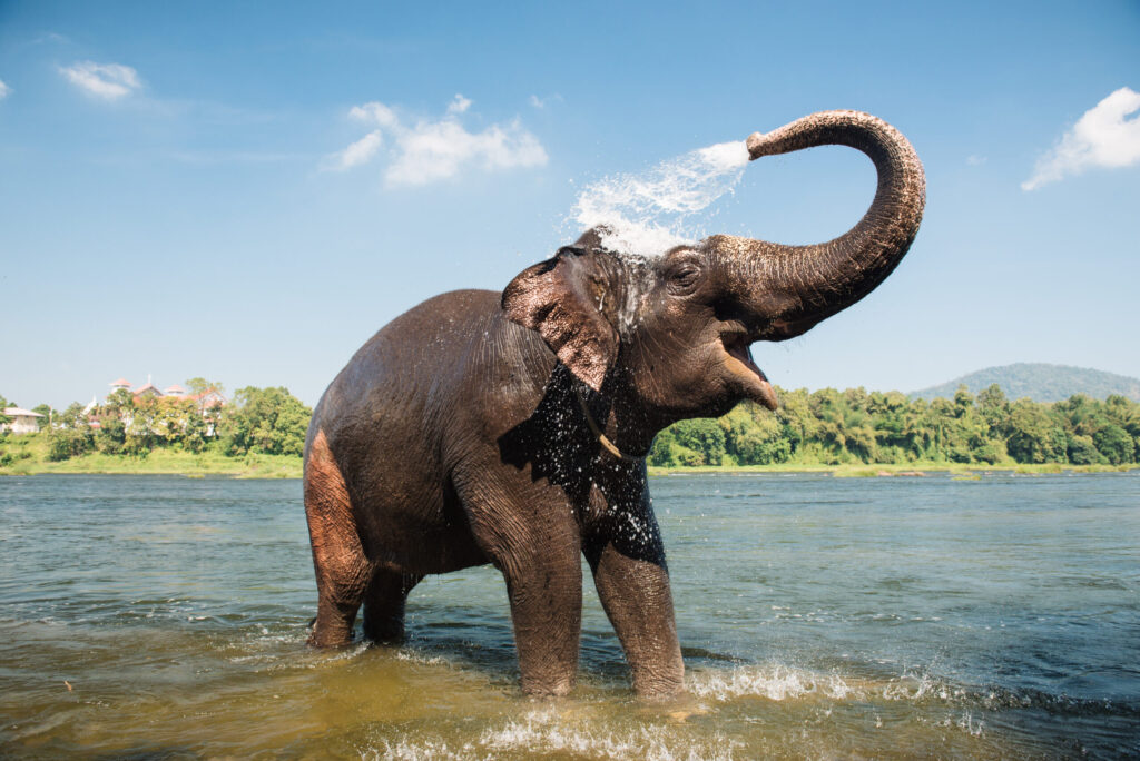 Elephant Conservation Experiences 46 elephant experience Thailand