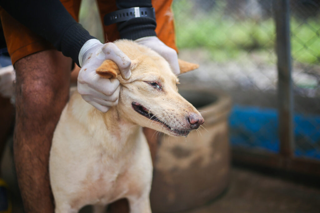 Wildlife Hospital Thailand: What Teen Groups Learn About the WFFT Wildlife Hospital in Phetchaburi and Its Role in Southeast Asian Conservation 1 wildlife hospital Thailand