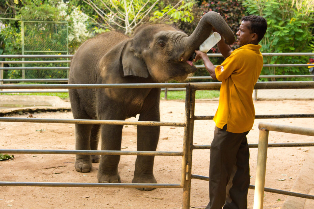 Elephant Welfare Thailand: What Teen Groups Learn About the Physical and Psychological Needs of Rescued Elephants at Hutsadin in Hua Hin 1 elephant welfare Thailand
