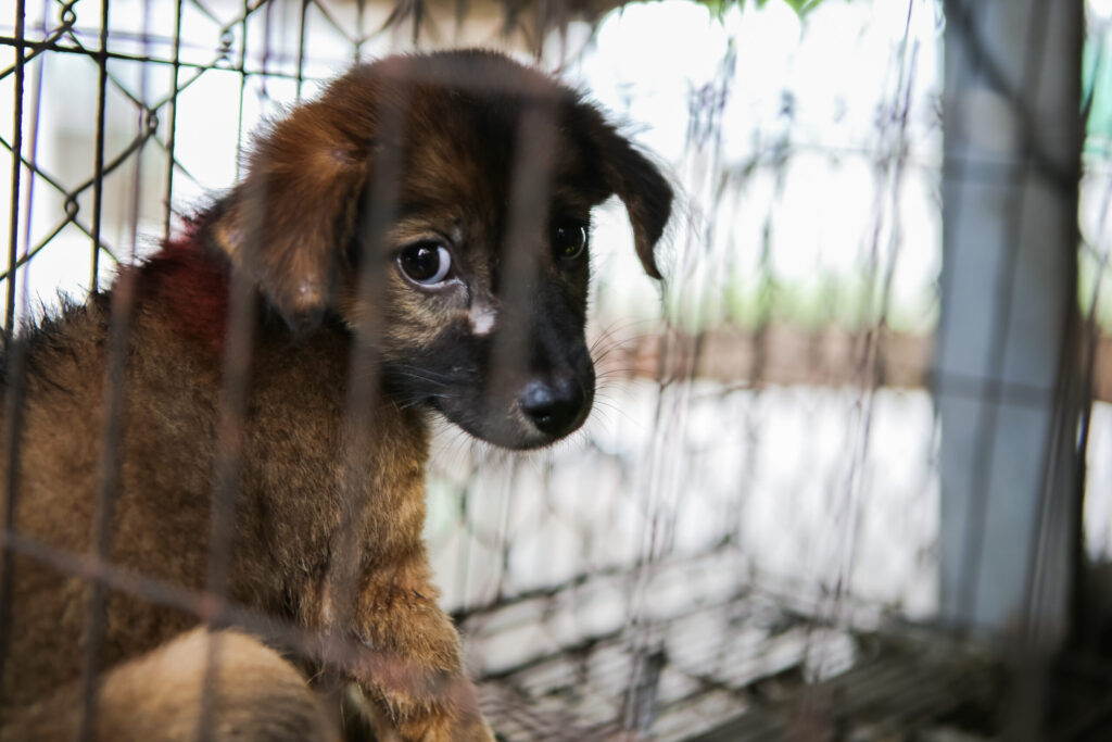 Rescue PAWS Thailand: Why the Dragon Study Tours Morning at Khao Tao Gives Teen Groups a Vital Community Animal Welfare Experience 1 Rescue P.A.W.S Thailand