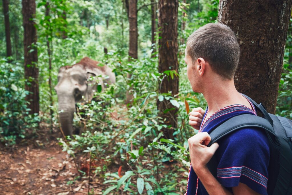 Elephant Logging Ban Thailand: What Teen Groups Learn About How 1989 Changed the Lives of Thousands of Elephants at Hutsadin and Across the Country 9 elephant logging ban Thailand
